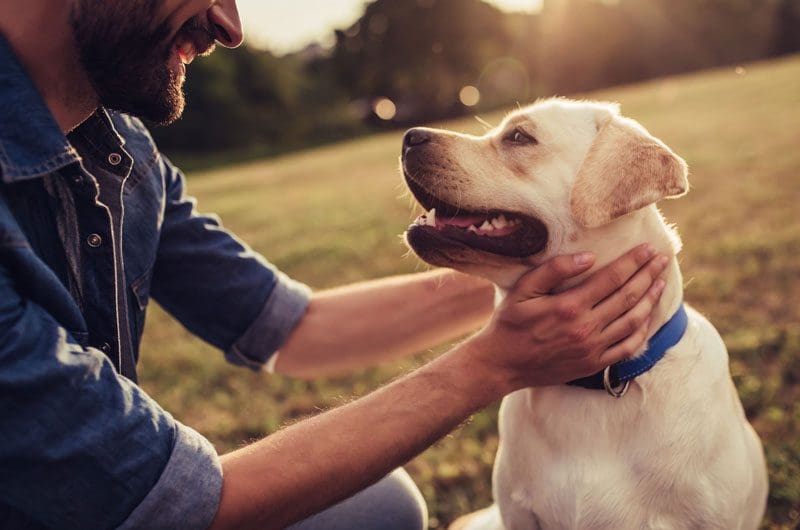 4-marketing-strategies-pet-care-companies-must-implement-to-see-growth